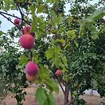 Iriti's & Dahlia Вилла