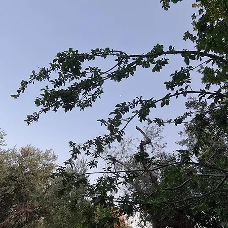 Iriti's * Platanidia