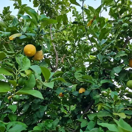 Iriti's Villa Platanidia