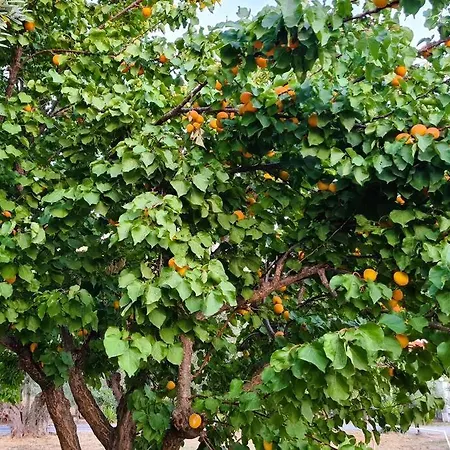 Iriti's * Platanidia