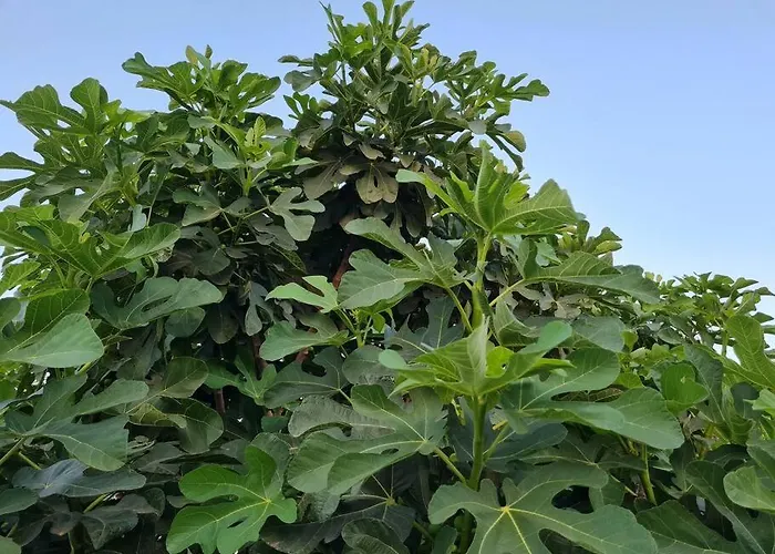 Iriti's & Dahlia Βίλα