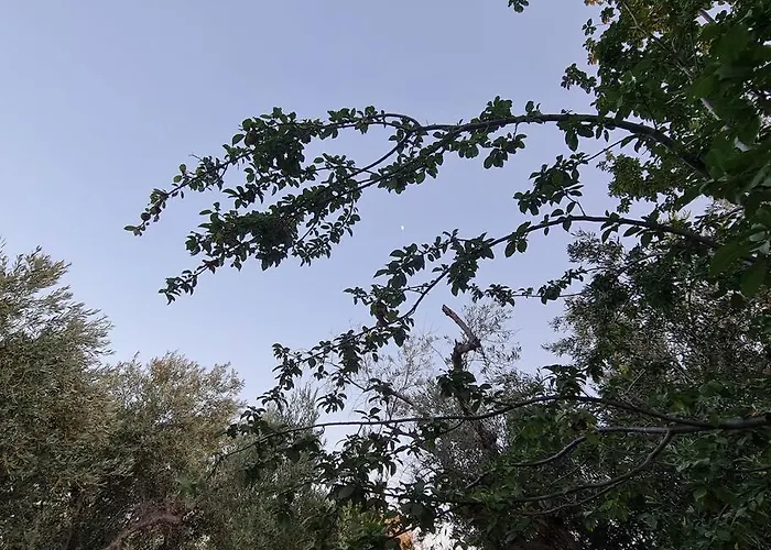 Iriti's & Dahlia * Πλατανίδια