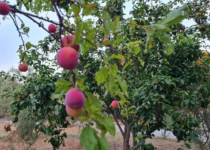 Iriti's & Dahlia Βίλα