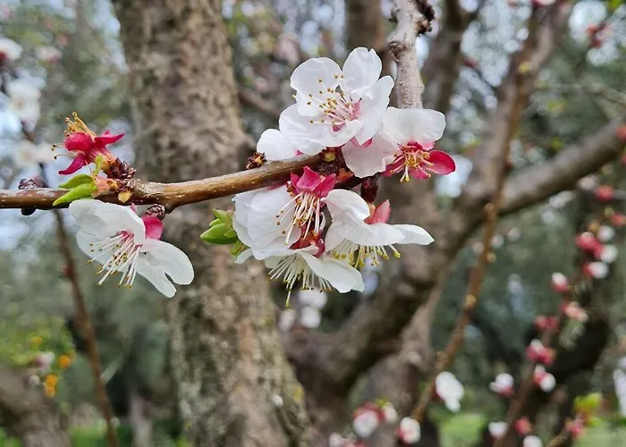 Iriti's & Dahlia Βίλα