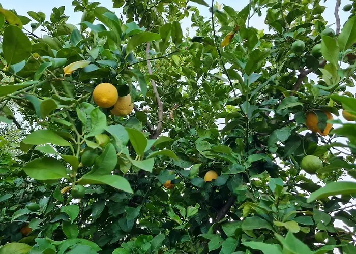 Iriti's & Dahlia Βίλα Πλατανίδια