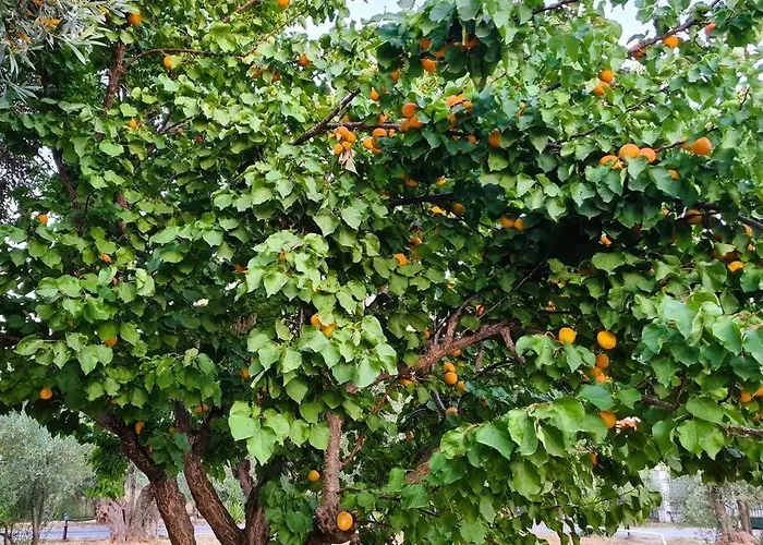 Iriti's & Dahlia * Πλατανίδια